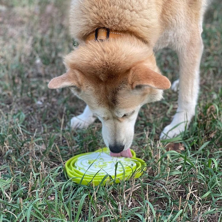 Discover SodaPup's Water Frog Enrichment Tray, a green slow feeder tailored for dogs.